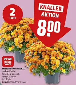REWE REWE Beste Wahl Chrysanthemenbusch XL Angebot