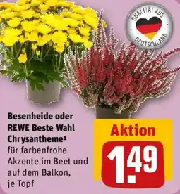REWE REWE Beste Wahl Chrysantheme Angebot