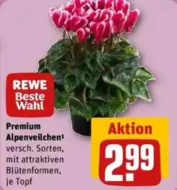 REWE REWE Beste Wahl Premium Alpenveilchen Angebot