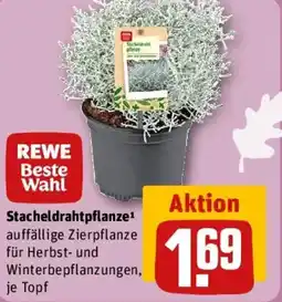 REWE REWE Beste Wahl Stacheldrahtpflanze Angebot