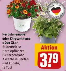 REWE Herbstanemone oder Chrysantheme Duo XL Angebot