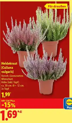 Lidl Heidekraut (Calluna vulgaris) Angebot