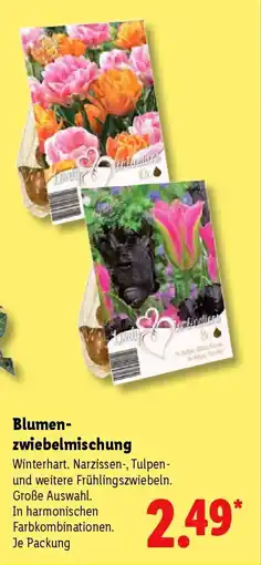 Lidl Blumen-zwiebelmischung Angebot