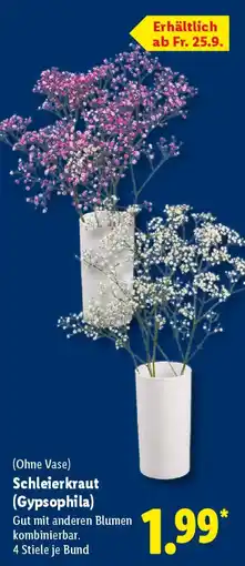 Lidl Schleierkraut (Gypsophila) Angebot