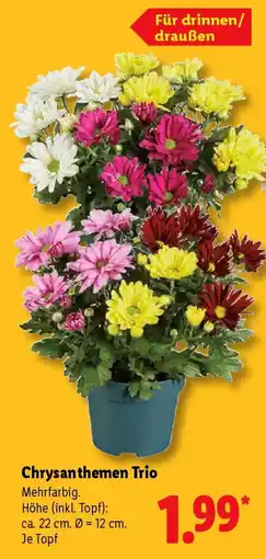 Lidl Chrysanthemen Trio Angebot