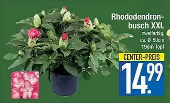 Marktkauf Rhododendronbusch XXL Angebot