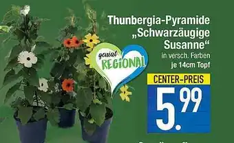 Marktkauf Thunbergia Pyramide „Schwarzäugige Susanne” Angebot