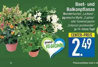 Marktkauf Beet- Und Balkonpflanze Angebot