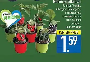 Marktkauf Gemusepflanze Angebot