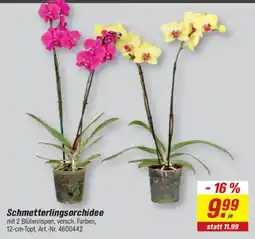 toom Baumarkt Schmetterlingsorchidee Angebot