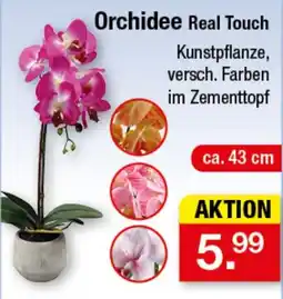 Zimmermann Orchidee Real Touch Angebot