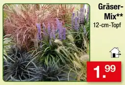 Zimmermann Gräser-Mix** Angebot