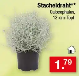 Zimmermann Stacheldraht** Calocephalus Angebot