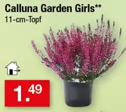 Zimmermann Calluna Garden Girls Angebot