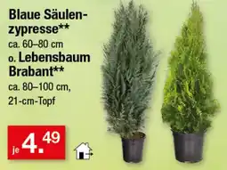 Zimmermann Blaue Säulenzyresse** o. Lebensbaum Brabant** Angebot