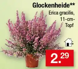 Zimmermann Glockenheide** Erica gracilis Angebot