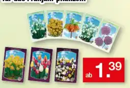 Zimmermann Blumen-Samen Angebot
