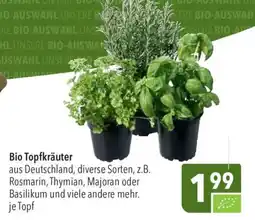 CITTI Markt Bio Topfkräuter Angebot