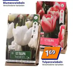 Action Tulpenzwiebeln Angebot