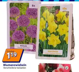 Action Blumenzwiebeln Angebot