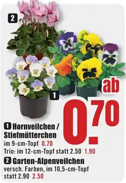 B1 Discount Baumarkt Hornveilchen / Stiefmütterchen Angebot