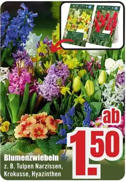 B1 Discount Baumarkt Blumenzwiebeln Angebot