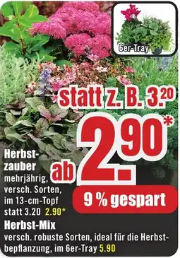 B1 Discount Baumarkt Herbstzauber Angebot