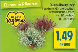 diska Calluna Beauty Lady Angebot