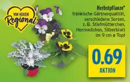 diska Herbstpflanze* Angebot