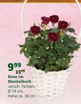 Pflanzen Kölle Rose Im Henkelkorb Angebot