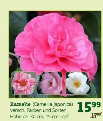 Pflanzen Kölle Kamelie (camellia Japonica) Angebot