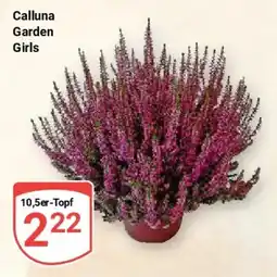 Globus Calluna Garden Girls Angebot