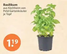 V Markt Basilikum aus Kirchheim von Pelzl Gartenkräuter Angebot