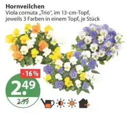 V Markt Viola cornuta „Trio“ Angebot
