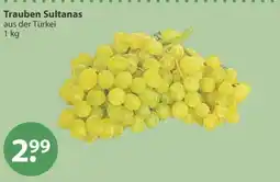 V Markt Trauben Sultanas Angebot