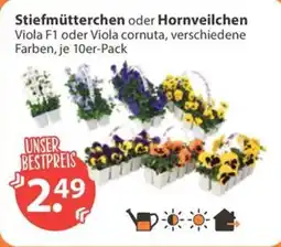 V Markt Stiefmütterchen oder Hornveilchen Angebot