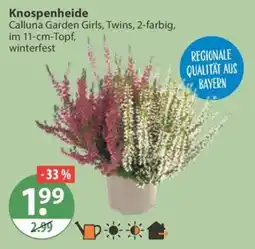 V Markt Knospenheide Calluna Garden Girls, Twins, 2-farbig Angebot