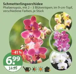 V Markt Schmetterlingsorchidee Angebot