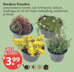 V Markt Niedere Stauden Angebot
