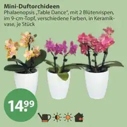 V Markt Phalaenopsis "Table Dance" Angebot