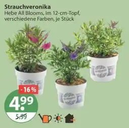 V Markt Strauchveronika Hebe All Blooms Angebot