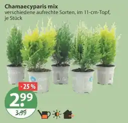 V Markt Chamaecyparis mix Angebot