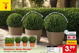 Netto Marken-Discount Euonymus „Green Wonder“ Angebot