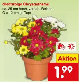 Netto Marken-Discount dreifarbigige Chrysantheme Angebot
