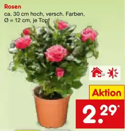 Netto Marken-Discount Rosen Angebot