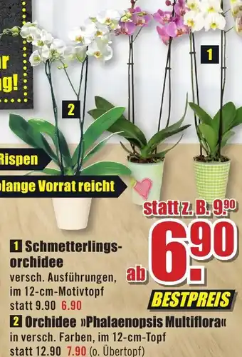 B1 Discount Baumarkt Schmetterlingsorchidee oder Orchidee Phalaenopsis Multiflora Angebot