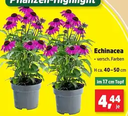 Thomas Philipps Echinacea Angebot