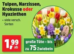Thomas Philipps Tulpen, Narzissen, Krokusse oder Hyazinthen Angebot