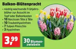 Thomas Philipps Balkon-Blütenpracht Angebot
