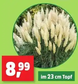 Thomas Philipps Pampasgras Angebot